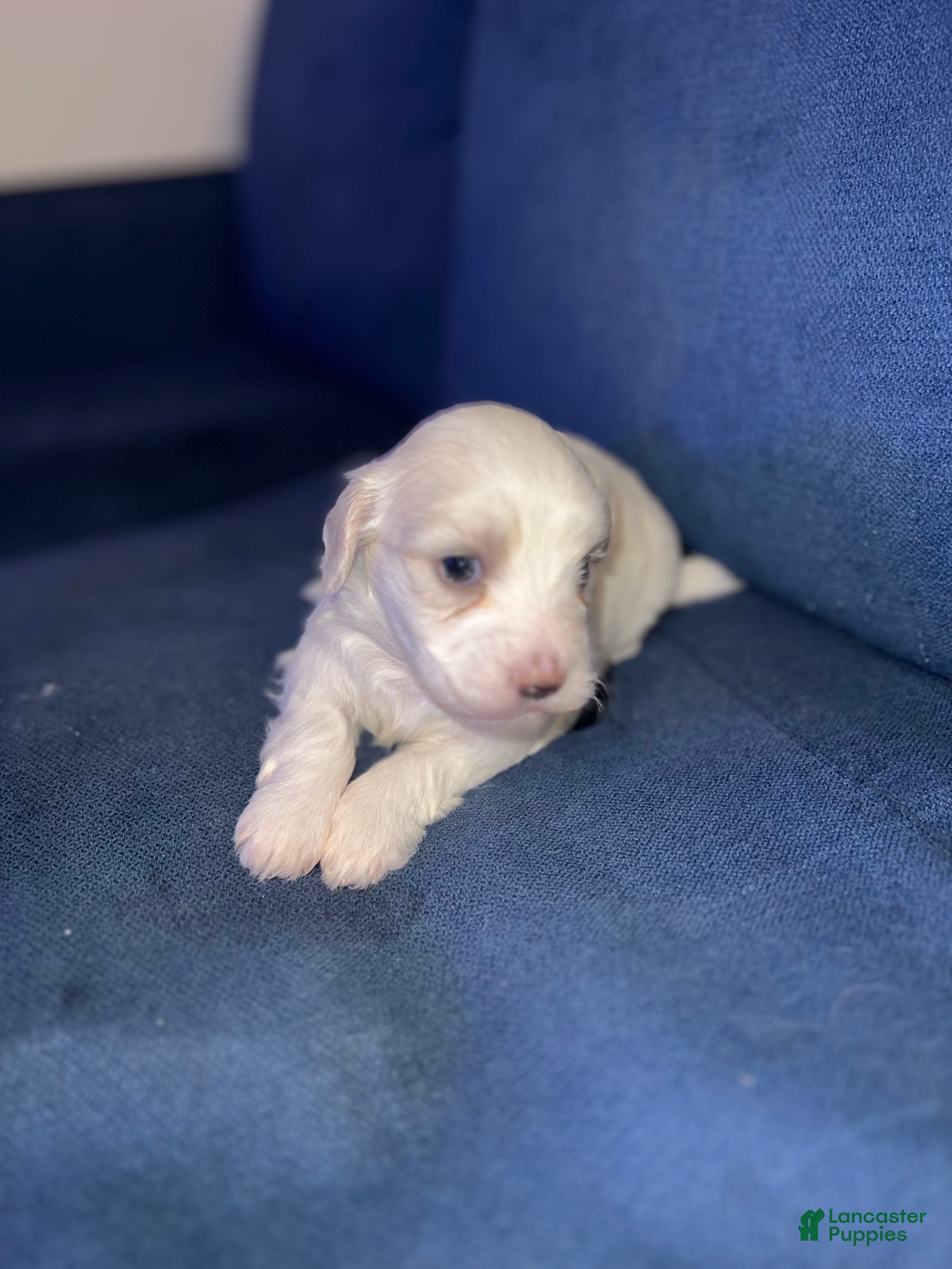 Maltese dogs Maltese 1 - Ad 7