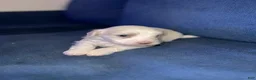 Maltese dogs for sale: Maltese 1 - Ad 1
