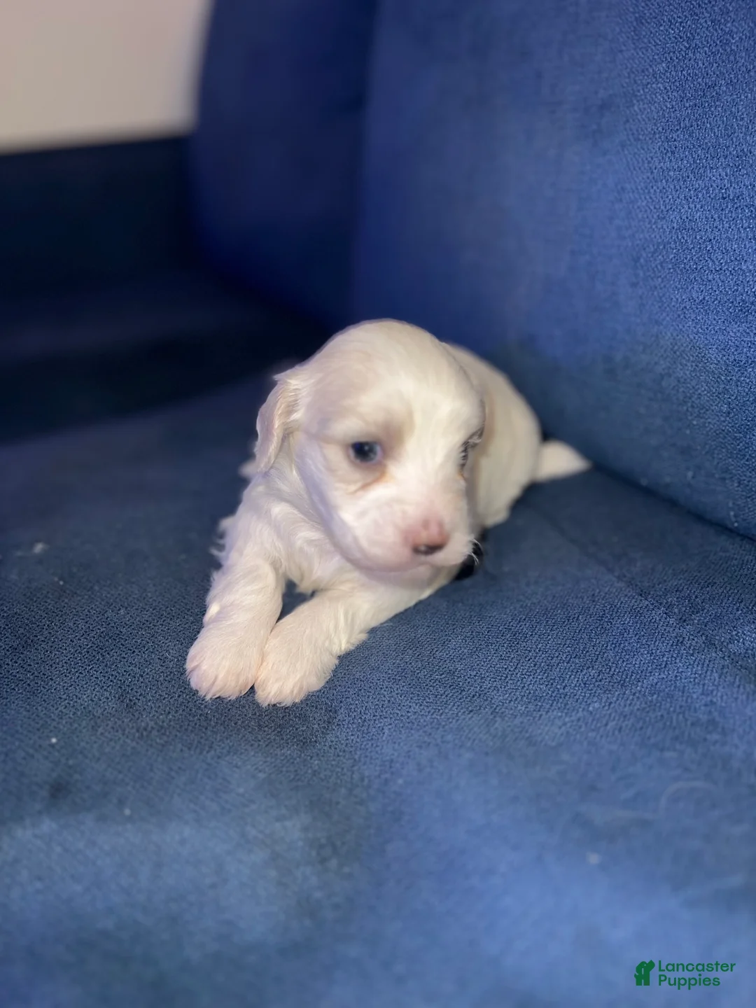 Maltese dogs for sale: Maltese 1 - Ad 1