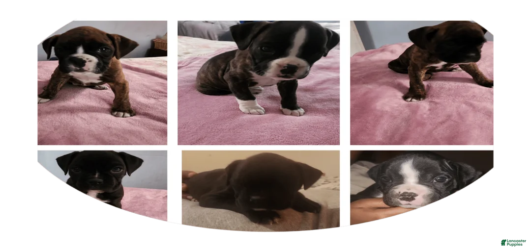 Gallery Image {{count}}