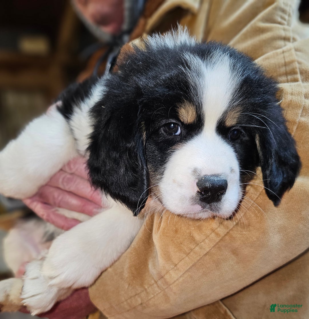 Mixed Breed dogs for sale: Mixed Breed Puppy 1 - Ad 6