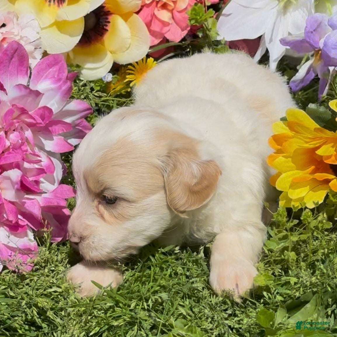 Mini Goldendoodle dogs Poppy - Ad 2