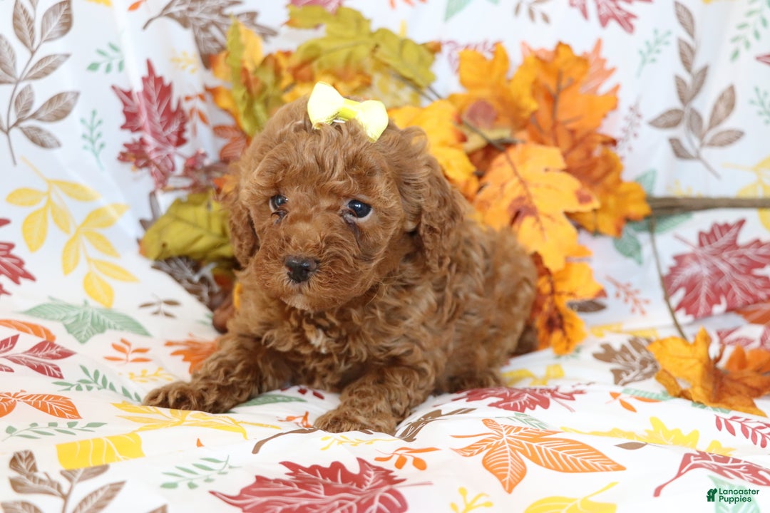Miniature Poodle dogs for sale: Brenda  - Ad 3