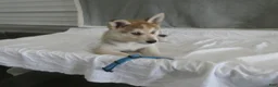 Gerberian Shepsky dogs for sale: Willow - Ad 1