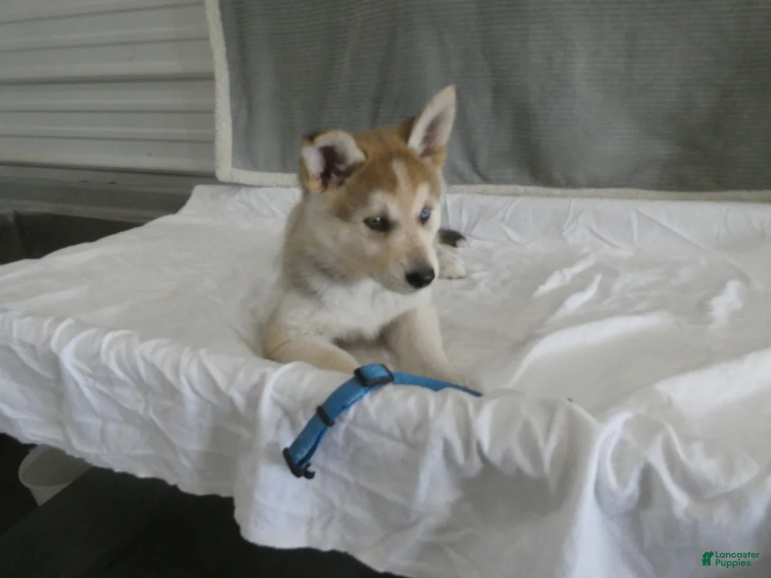 Gerberian Shepsky dogs for sale: Willow - Ad 1