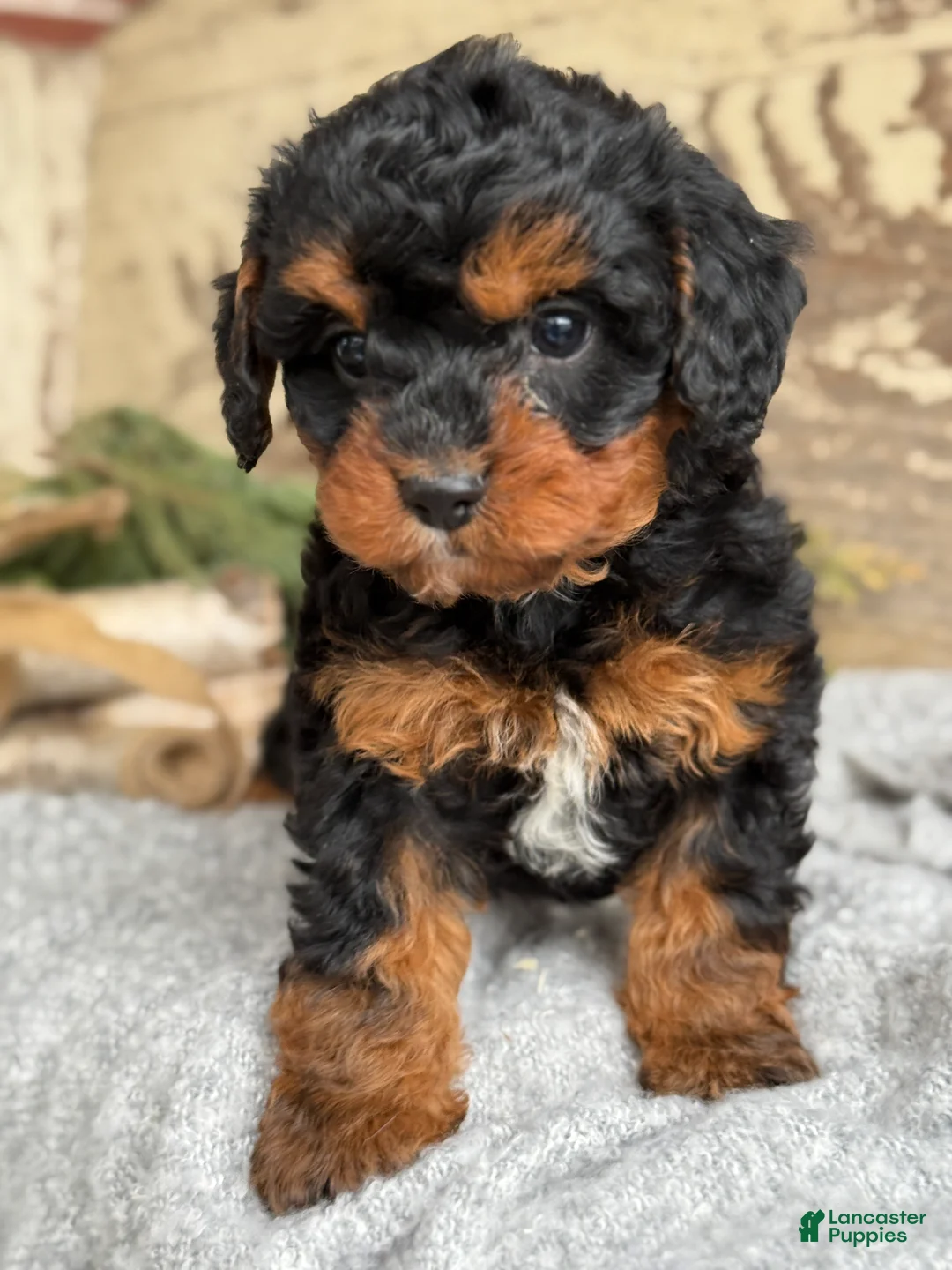 Mixed Breed dogs for sale: Barkley - Ad 12