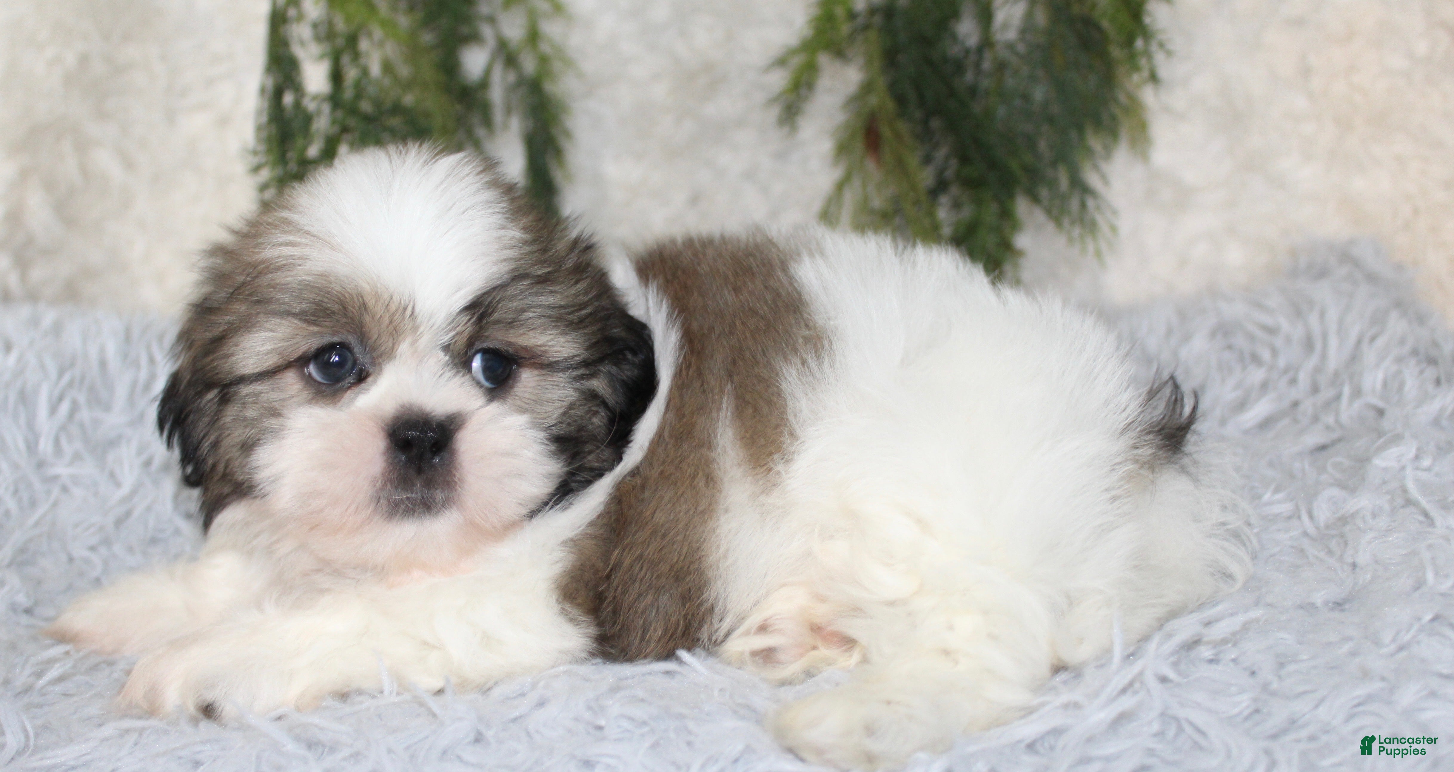 Shih Tzu dogs Shih Tzu 2 - Ad 25
