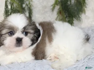 Shih Tzu dogs Shih Tzu 2 - Ad 8