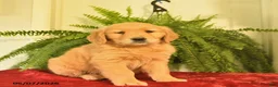 Golden Retriever dogs for sale: West  - Ad 1