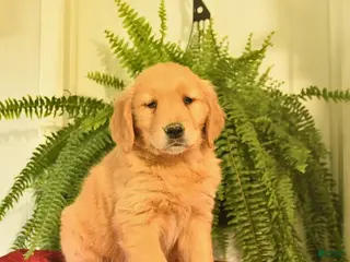 Golden Retriever dogs for sale: West - Ad 3