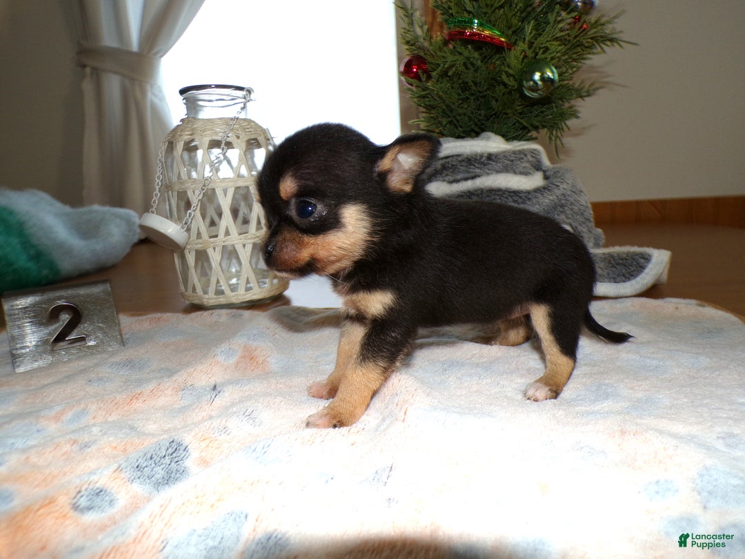 Chihuahua dogs for sale: Chihuahua Puppy 2 Charman - Ad 4