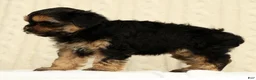 Yorkiepoo dogs for sale: Cola - Ad 5