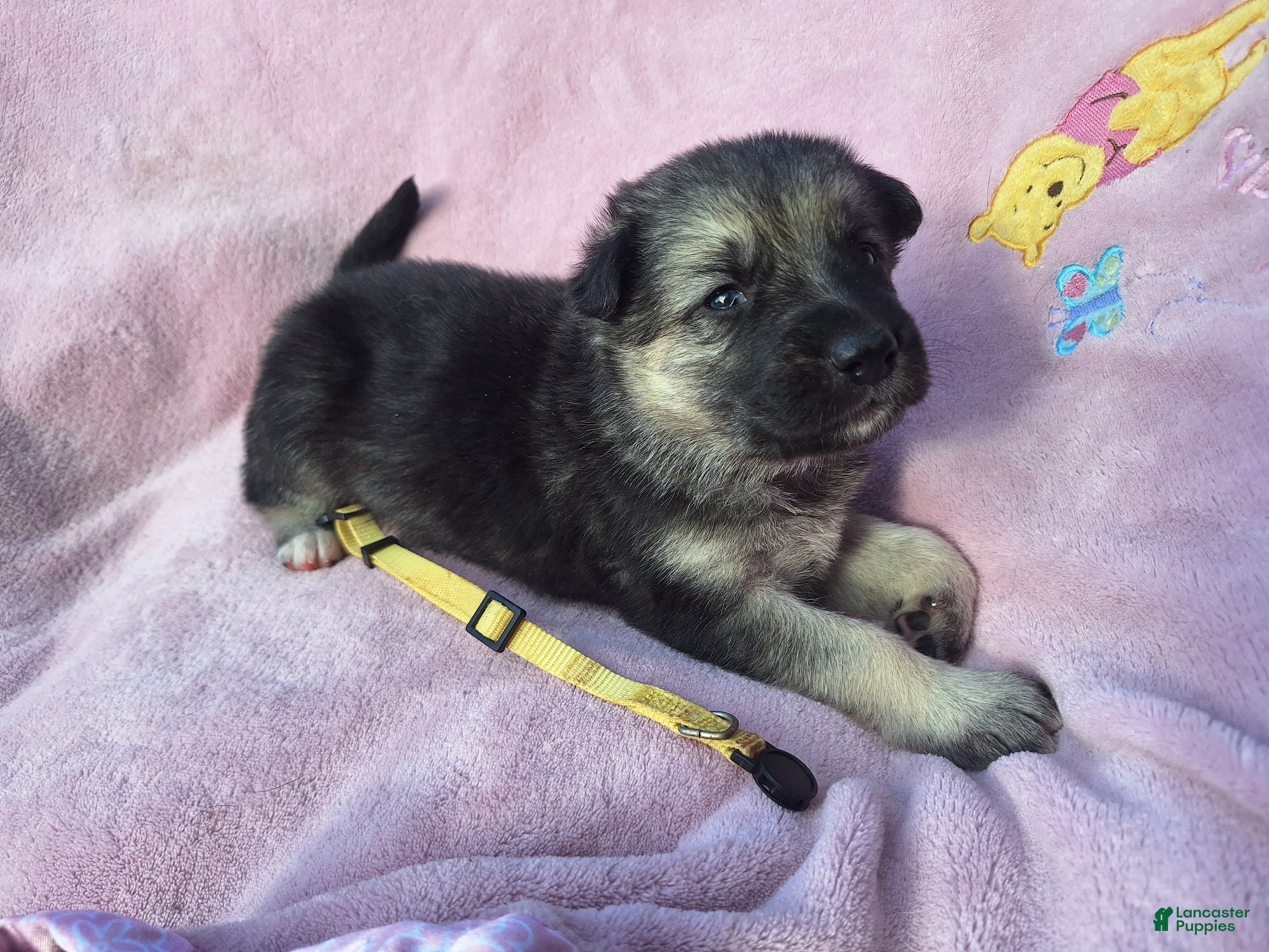 German Shepherd dogs Zahara - Ad 1