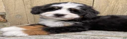 Mini Bernedoodle dogs for sale: 🩷IN BOSTON MASSACHUSETTS AREA🩷TRADITIONAL TRI COLOR🩷MINI BERNEDOODLE🩷 - Ad 7