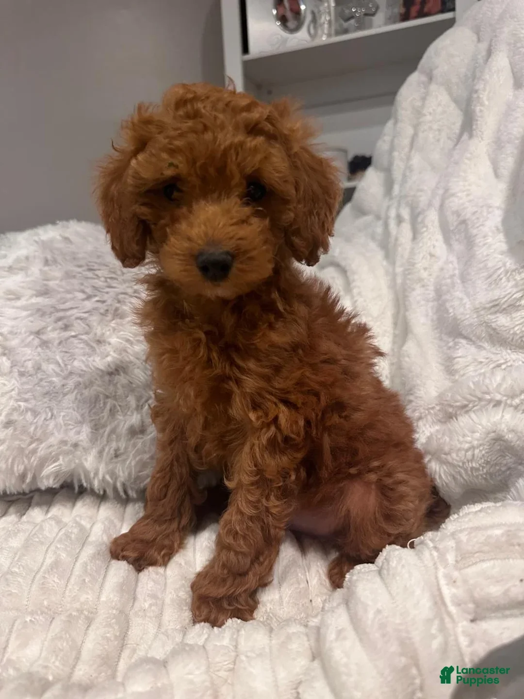 Miniature Poodle dogs for sale: CHICO - ACA MINI POODLE-POTTY  & CRATE TRAINED  - Ad 2
