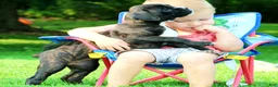 Boxer dogs for sale: Honey  - Ad 7