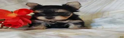 Yorkshire Terrier dogs for sale: Yorkshire Terrier 3 - Ad 4