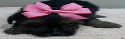 Yorkshire Terrier dogs for sale: 2nd chance - Ad 2