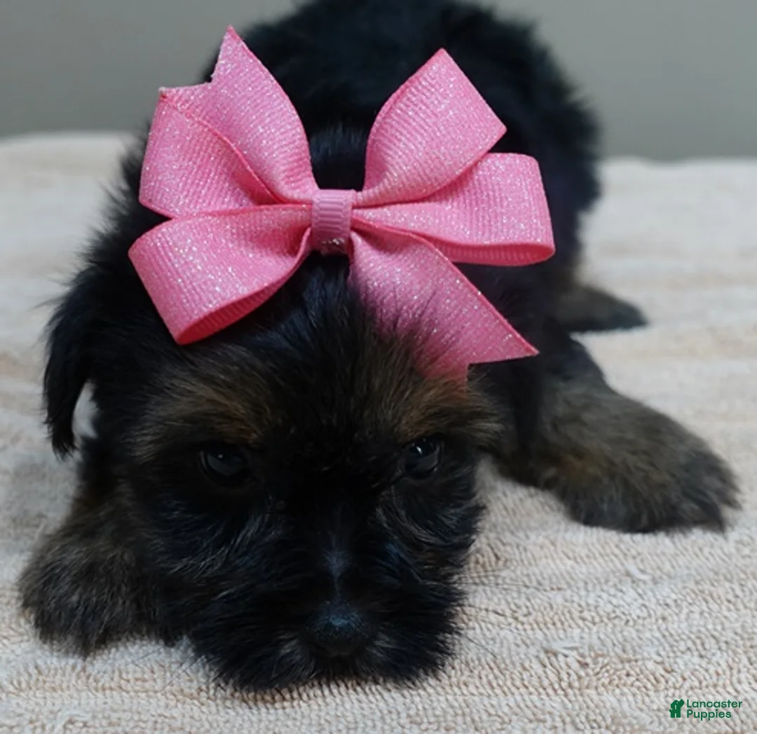 Yorkshire Terrier dogs for sale: 2nd chance - Ad 2