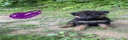 German Shepherd dogs for sale: Long Coat German Shepherd- Purple Female - Ad 1