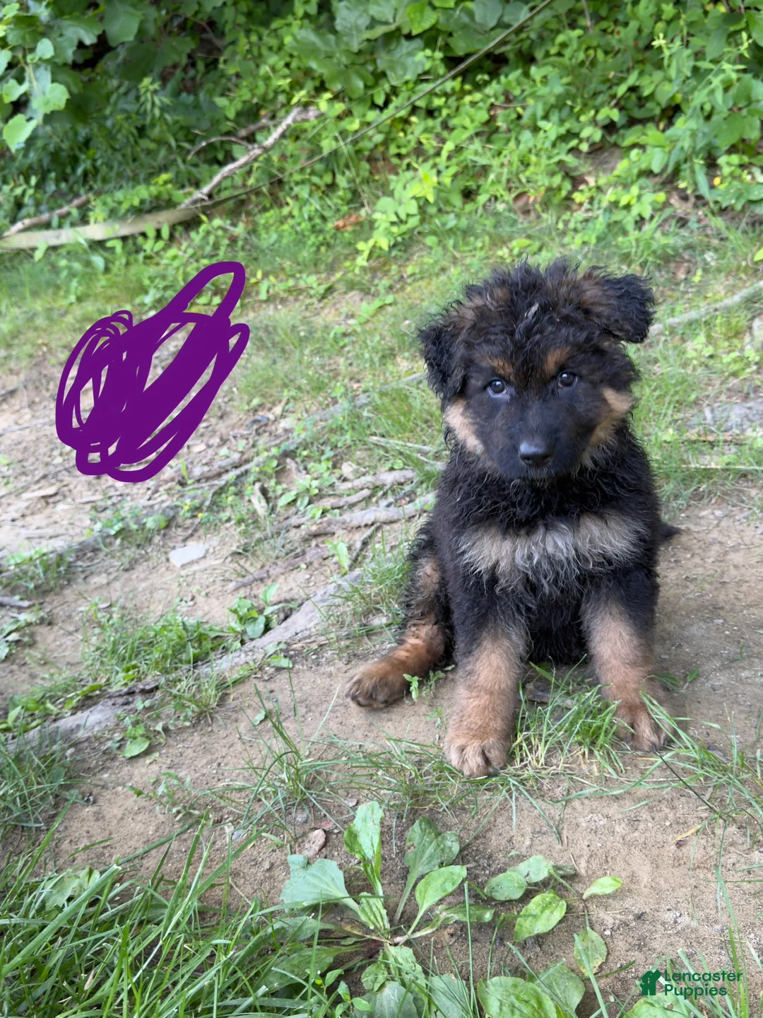German Shepherd dogs for sale: Long Coat German Shepherd- Purple Female - Ad 1