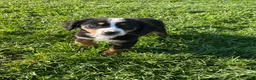 Bernese Mountain Dog dogs for sale: Piper - Ad 1