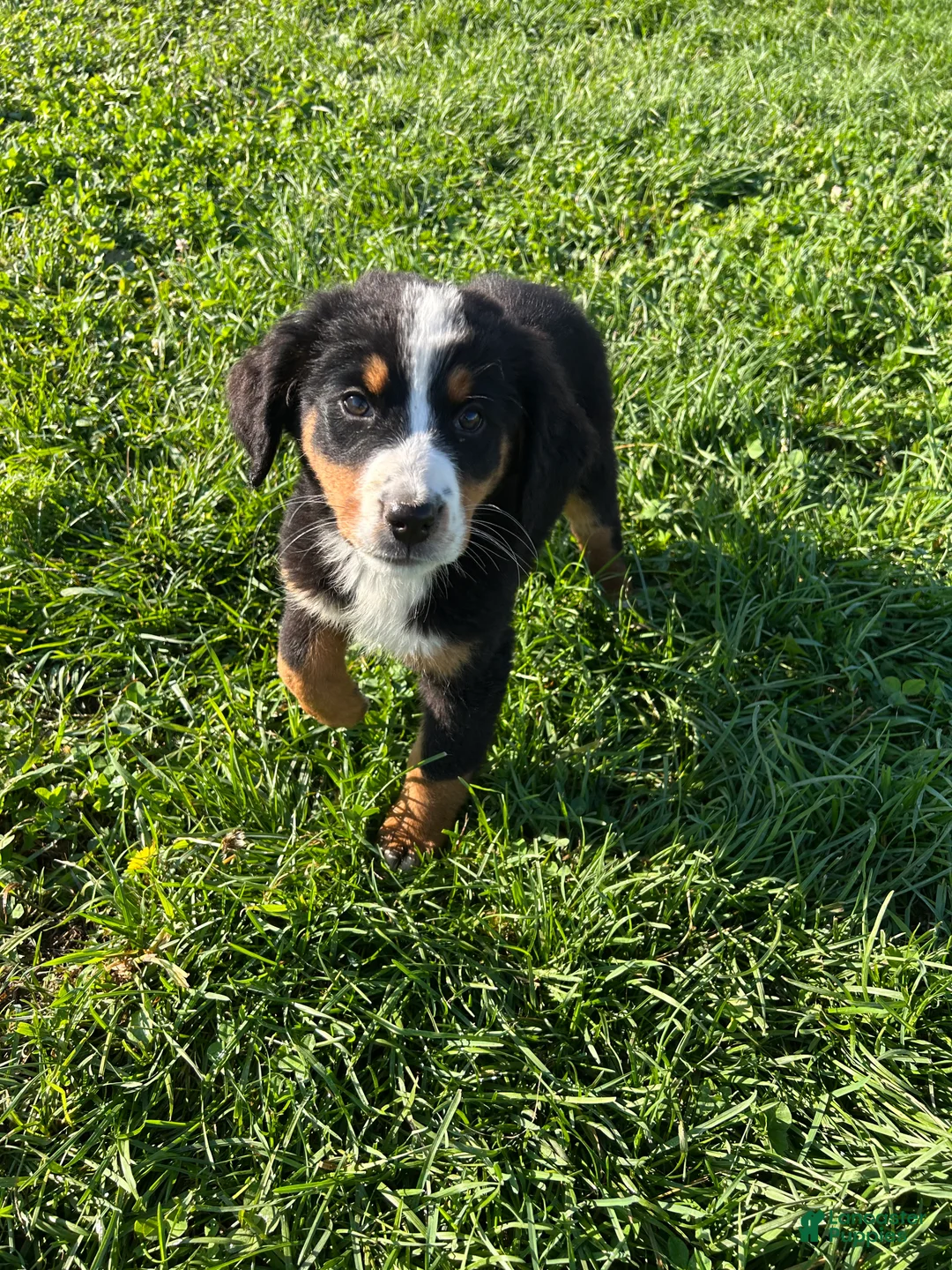 Bernese Mountain Dog dogs for sale: Piper - Ad 1
