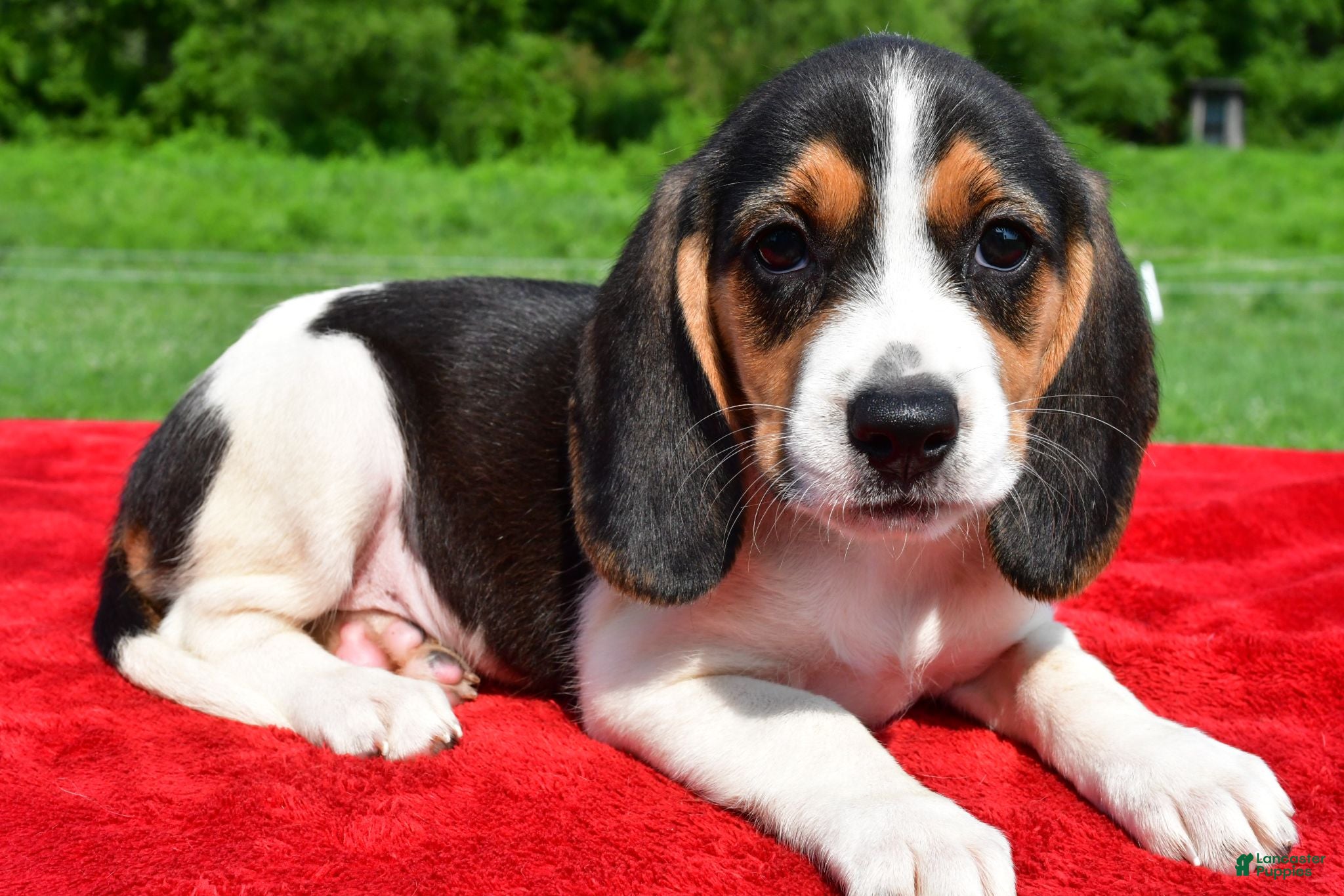 Beagle dogs Hazel - Ad 1