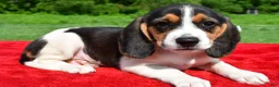 Beagle dogs for sale: Hazel - Ad 1