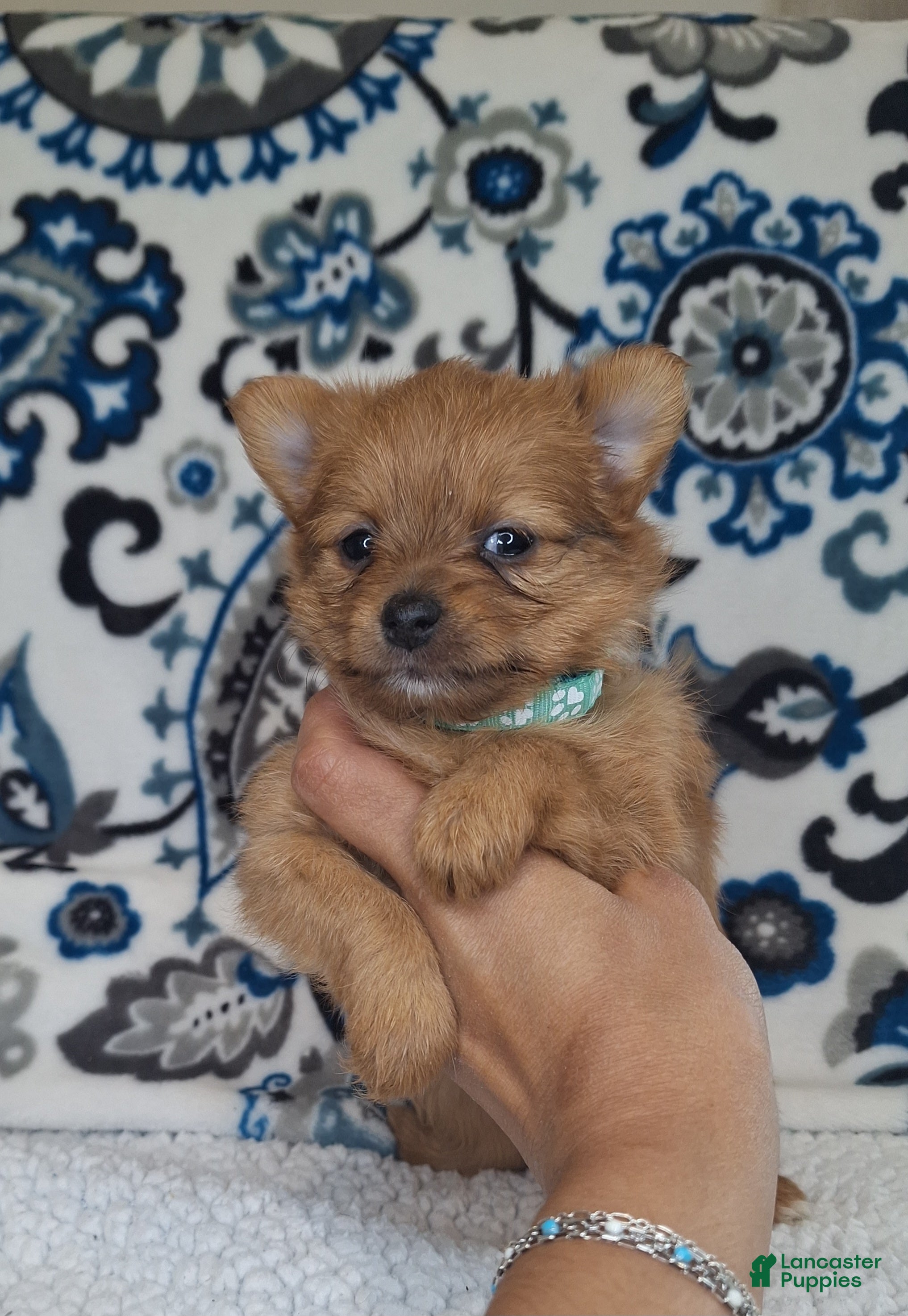Mixed Breed dogs Tiny - Ad 2