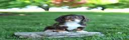 Miniature Dachshund dogs for sale: Starburst - Ad 3