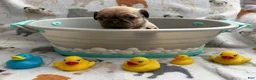 Pug dogs for sale: Truffle - Ad 2