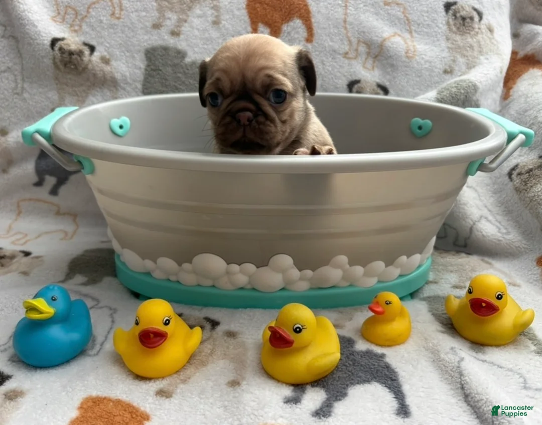 Pug dogs for sale: Truffle - Ad 2