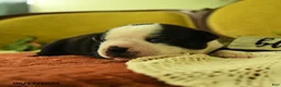 Boston Terrier dogs for sale: Valayna - Ad 3