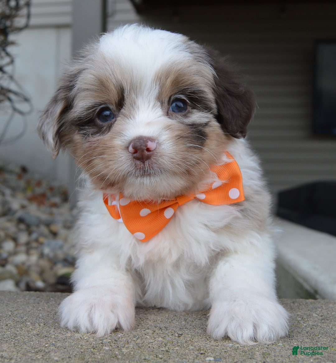 Mini Aussiedoodle dogs for sale: Toy Axel - Ad 2