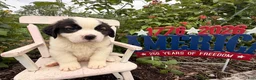 Saint Bernard dogs for sale: Betsy  - Ad 3
