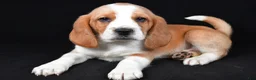 Beagle dogs for sale: Cody - Ad 6