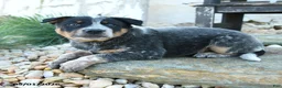 Australian Cattle Dog dogs for sale: Leon - Ad 3