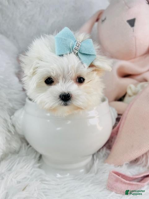 Maltese dogs Maltese 1 - Ad 1