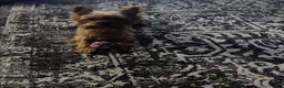 Yorkshire Terrier dogs for sale: Yorkshire Terrier Puppy 1 - Ad 2
