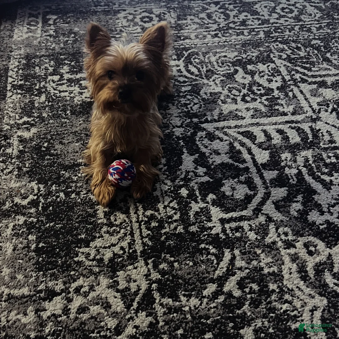 Yorkshire Terrier dogs for sale: Yorkshire Terrier Puppy 1 - Ad 2