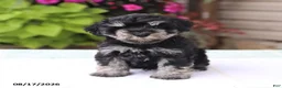 Miniature Schnauzer dogs for sale: Patrick - Ad 1