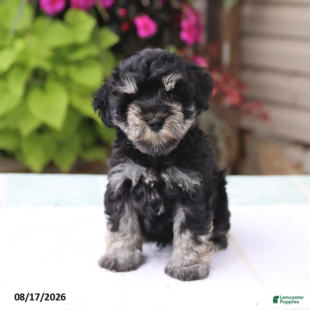 Miniature Schnauzer dogs for sale: Patrick - Ad 1