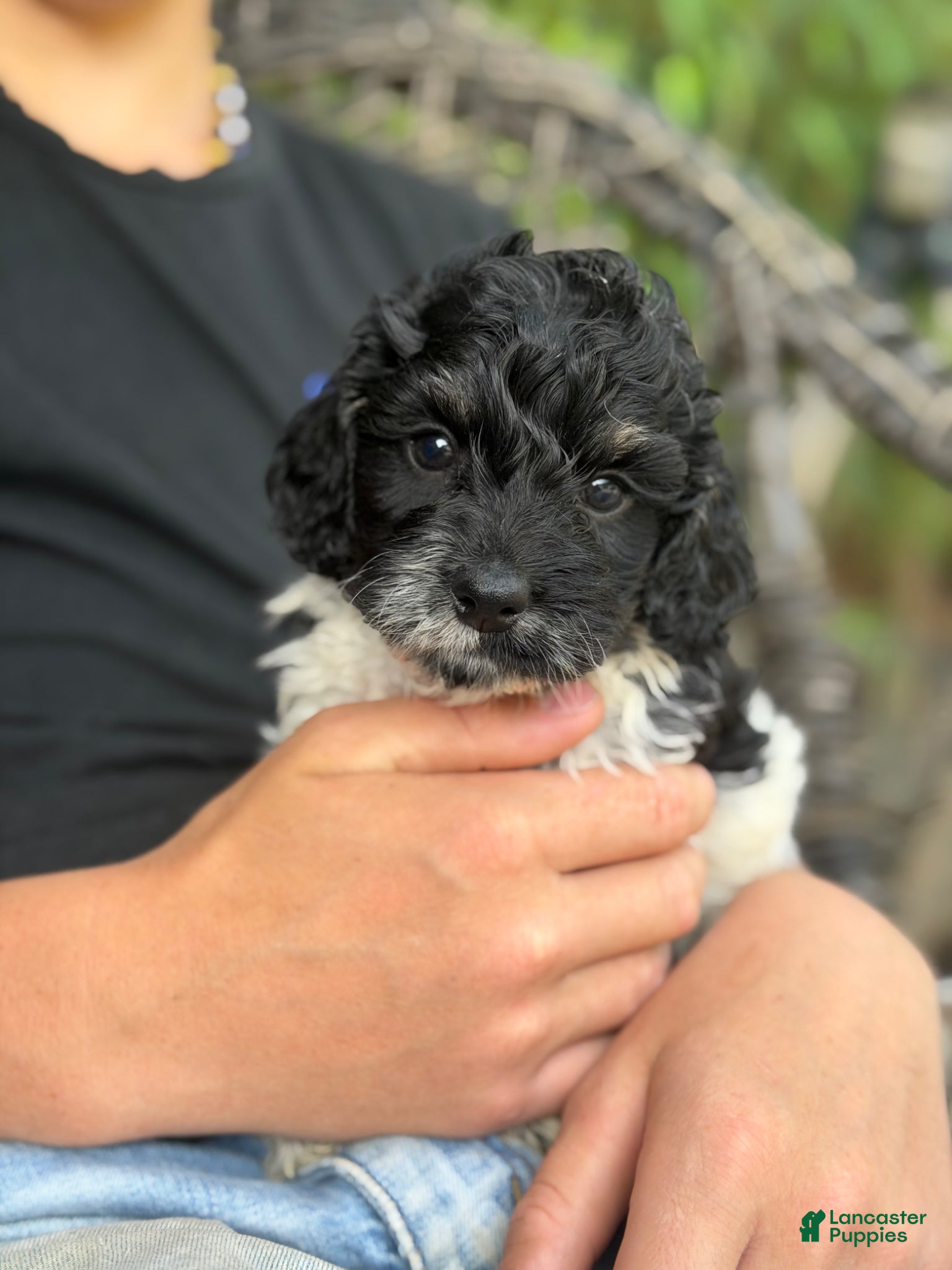 Cockapoo dogs Cockapoo Puppy 1 - Ad 20