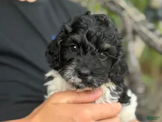 Cockapoo dogs Cockapoo Puppy 1 - Ad 20