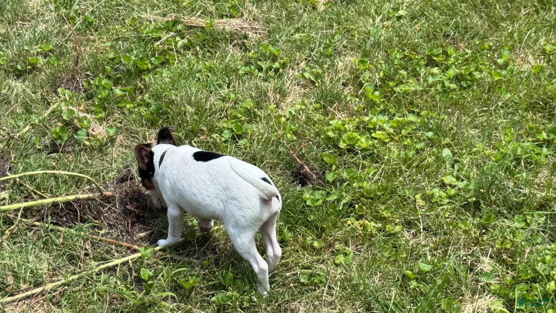 Jack Russell Terrier dogs for sale: Pipsqueak - Ad 2