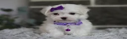 Maltipoo dogs for sale: Rue - Ad 11