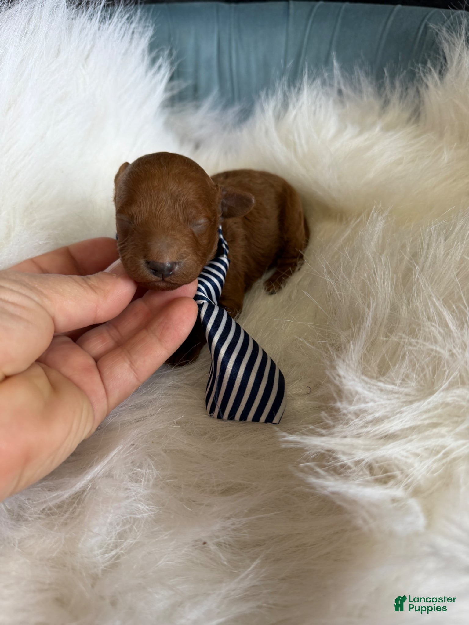 Toy Poodle dogs for sale: Akc Bred the Color Red Boy - Ad 13