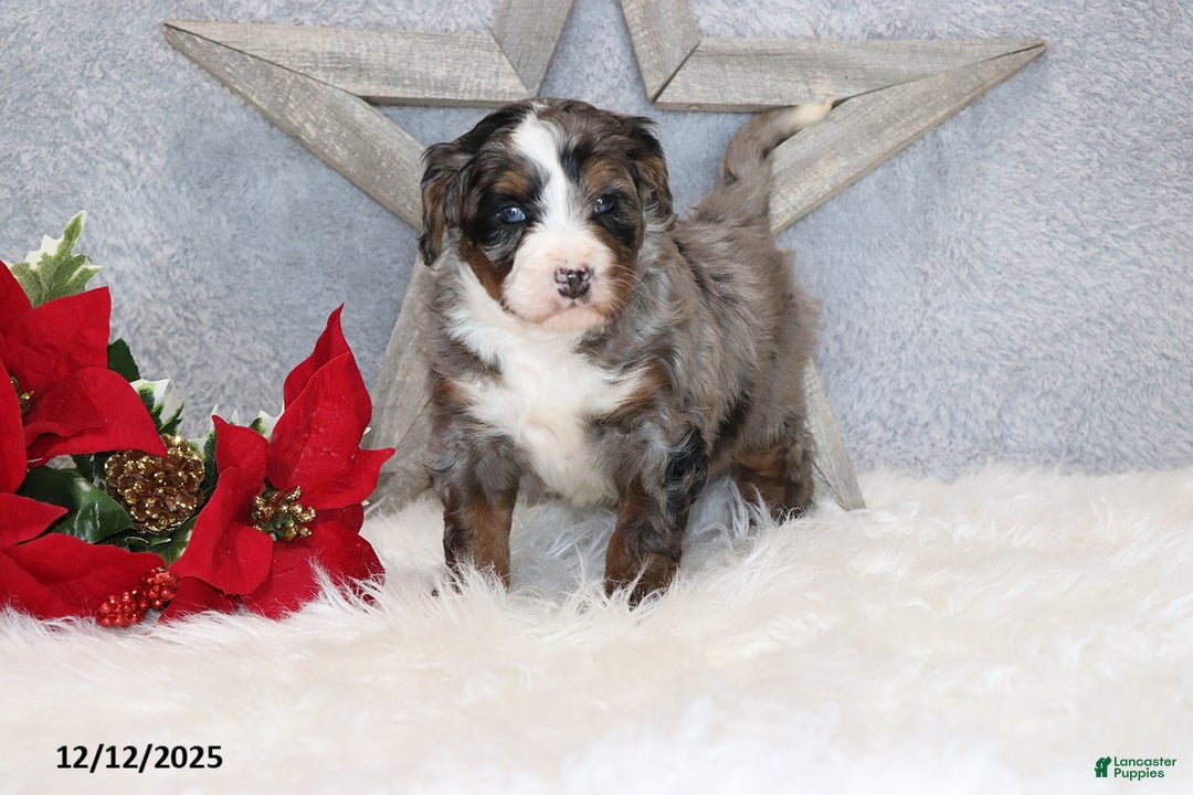 Mini Bernedoodle dogs for sale: Banjo - Ad 1