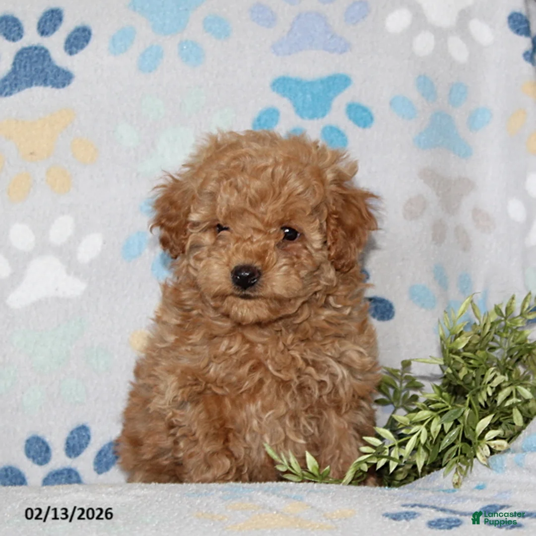 Toy Poodle dogs for sale: Tanner - Ad 4
